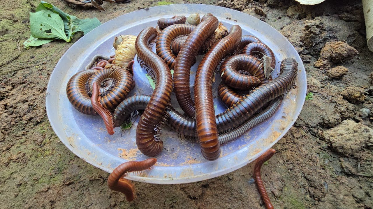 Удивительный улов и наблюдение за наземными клопами, гигантской многоножкой и многими другими чер...