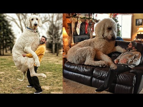 juju the giant dog