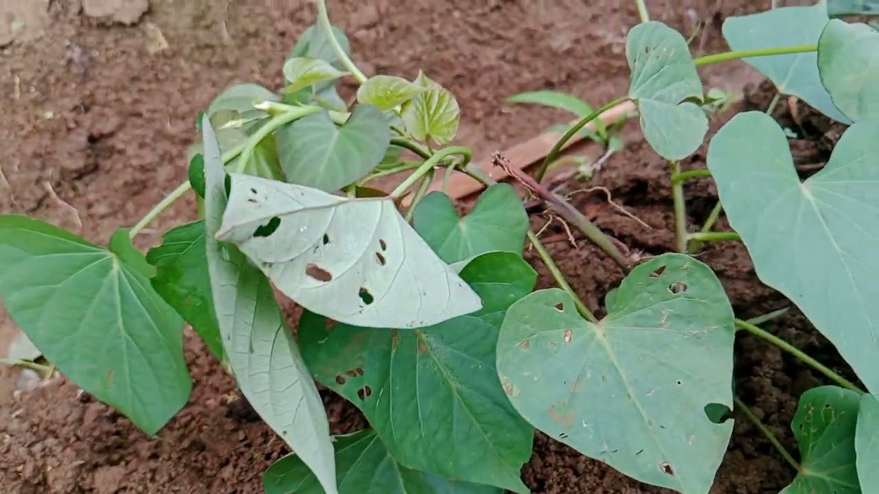 RAHASIA BUDIDAYA UBI AGAR MAKSIMAL