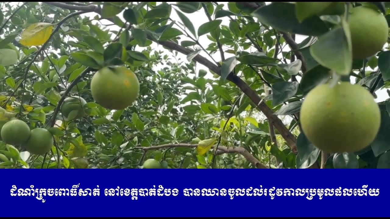 ដំណាំក្រូចពោធិ៍សាត់