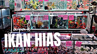 WoOW !!! BANYAK PILIHAN IKAN HIAS CANTIK DENGAN HARGA TERJANGKAU DI LAPAK PASAR IKAN HIAS JATINEGARA