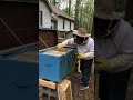 Part 2 of 3 Layens hive split install in new Insulated Lions hive.