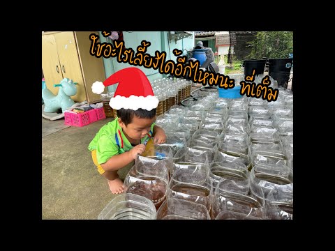 เลี้ยงปลากัดในขวดแบบไหนได้บ้างนะ