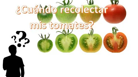 ¿Cuándo termina la temporada del tomate?