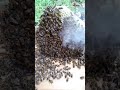 これがミツバチの巣　Bees are making own their home by beewax.