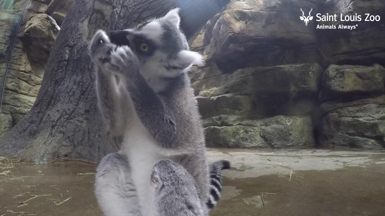 Ring tailed lemur enrichment at the Saint Louis Zoo