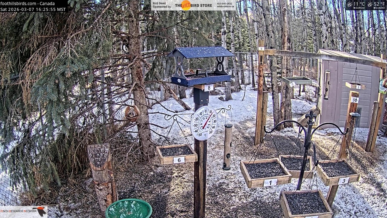 2026-03-07 - Foothills Birds - Foothills, AB - Live Stream Bird Feeder Cam (FiRN)