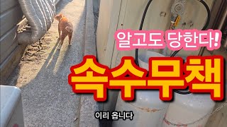 속수무책