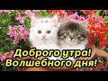 доброго утра! прекрасного утреннего настроения! волшебного дня! музыкальное пожелание с добрым утром