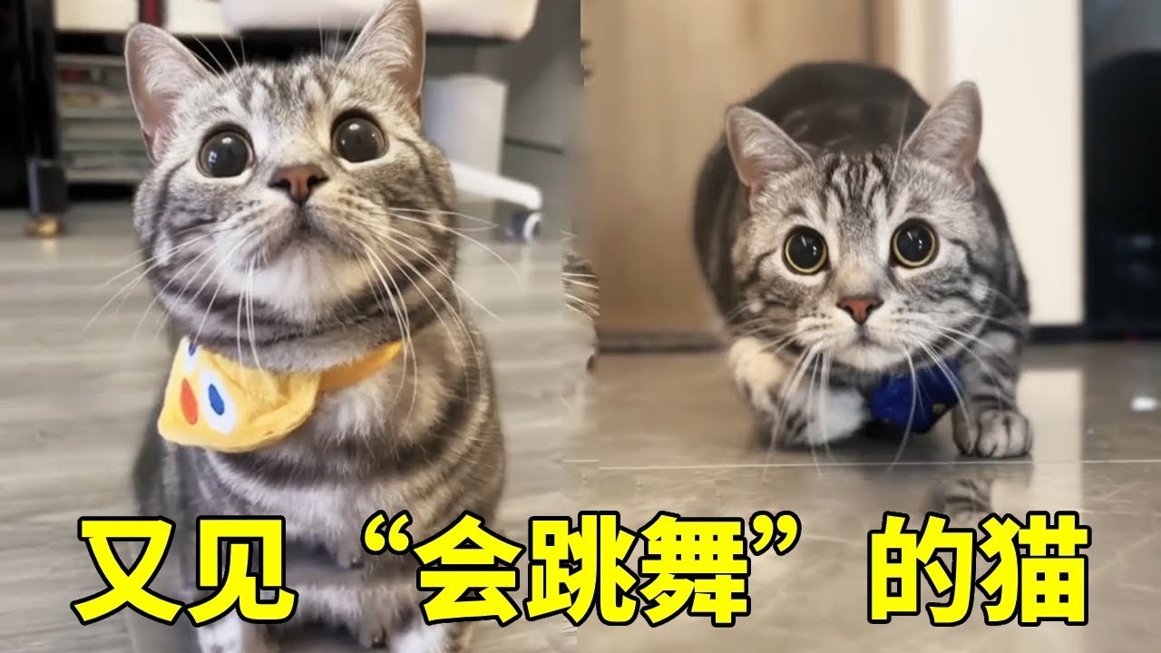 再次和“会跳舞”的猫见面，一言不合就开始跳电臀舞，它真的没有把我们当蟑螂！