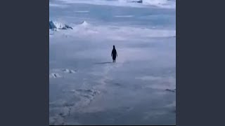 Lamour Toujours  Organ Penguin Version