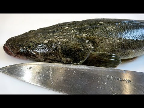 ヘビみたいな顔をした魚の特殊な捌き方！『マゴチのさばき方』