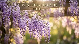 Still Bloom β Wisteria Dreams π Dreamlike Garden Piano for Midnight Creativity & Quiet Escapes