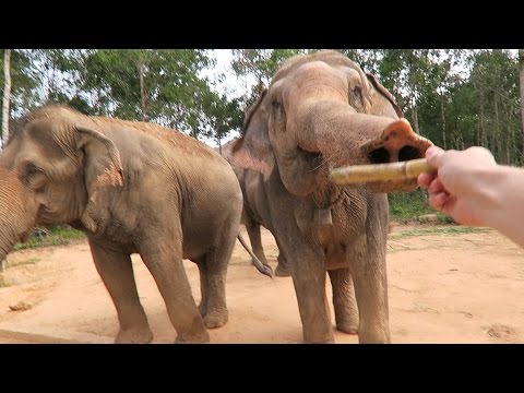 Exploring the Vinpearl Safari Park in PHU QUOC Exploring the Vinpearl Safari Park in PHU QUOC