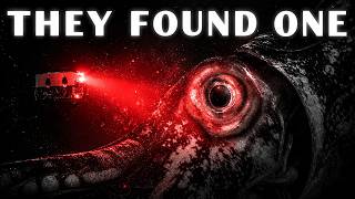 There’s Millions of Colossal Squids....So Why They All Live In One Place