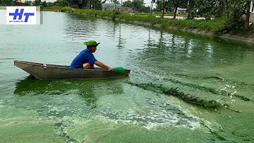 Nuôi cá trên ao: Cách diệt tảo lam bằng men vi sinh hiệu quả