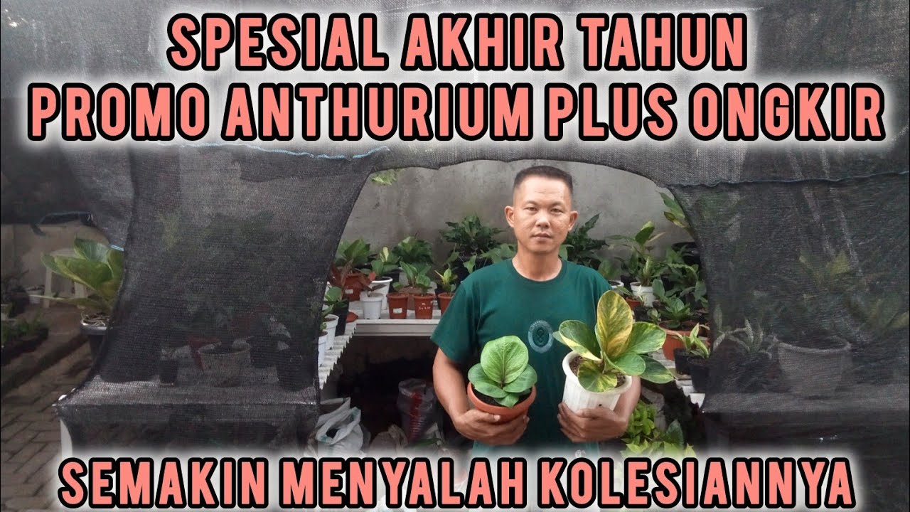 MENUJU AKHIR TAHUN SPESIAL BANGET NIH PROMO ANTHURIUM PLUS ONGKIRNYA JADI IRIT DIKANTONG ‼️KEPOIN