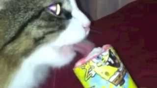 Coco Eats A Push Pop