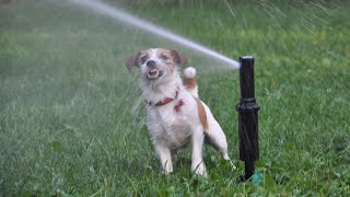 Funny dog attacking a watering pot! Jack Russell Terrier Hilda by Hilda 2,227 views 2 years ago 2 minutes, 2 seconds