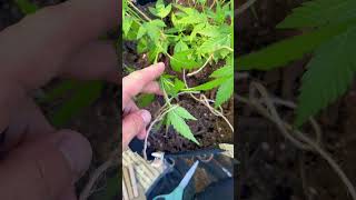 Stage 1 Training Setup for Maximum Yields #cannabis #cultivation #technique