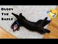 Домашний Соболь Бадди пришёл  в котокафе | Buddy the sable came to cats cafe !