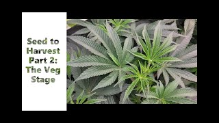 Seed to Harvest Part 2: Vegetative Stage Overcoming Problems AirCube by Grow Ace [Grow Weed Faster]