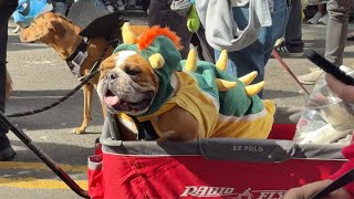 The Tompkins Square Halloween Dog Parade 10/19/2025
