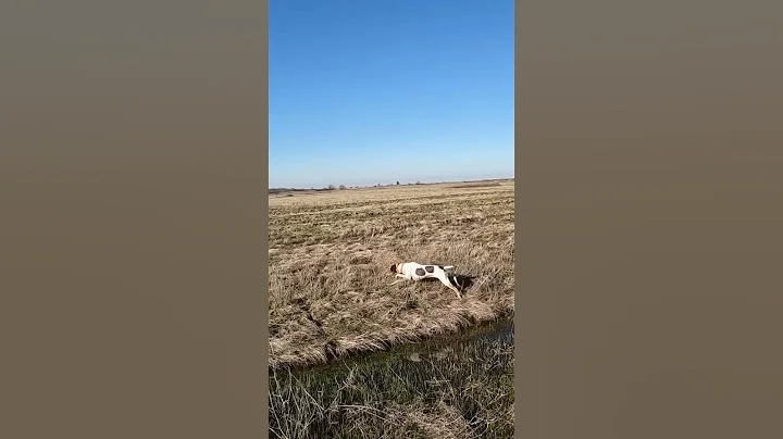 Stella points a rooster on the other side! #pointer #pheasanthunting #hunting
