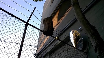 Grunlink phenomenon - wood embedded in a metal fence