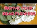 How to Revive Dead Flowers Time Lapse