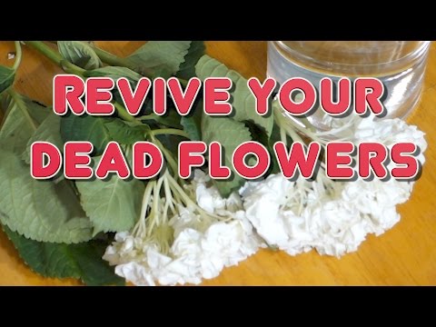 How to Revive Dead Flowers Time Lapse