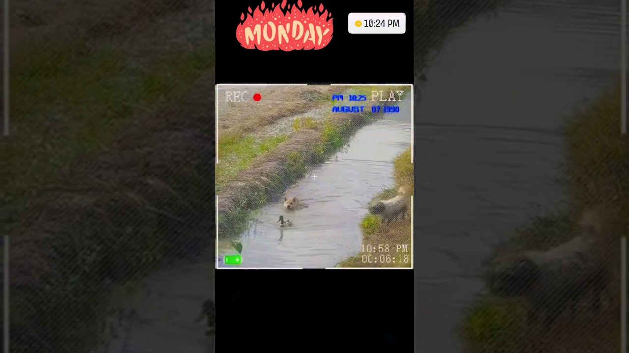 The Funny Duck With Dog What Happenes