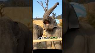 Belalai Gajah Yang Fleksibel dan kuat #gajah #elephant