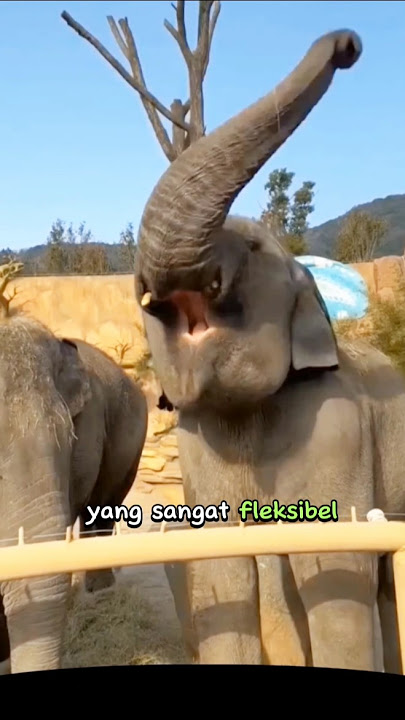 Belalai Gajah Yang Fleksibel dan kuat #gajah #elephant