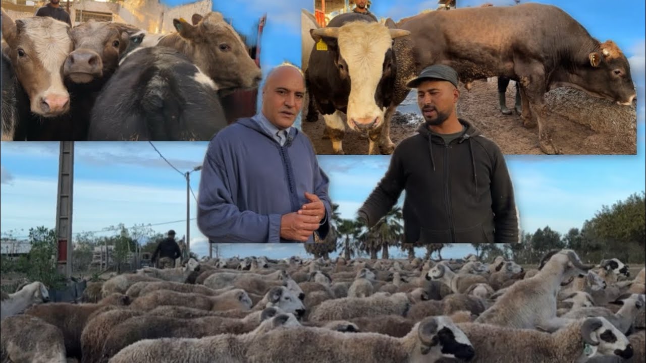 للبيع بثمن جد مناسب عجول 🐂 و أغنام صردية 🐑 في ضيعة الكساب المزابي إسماعيل الهراوين 