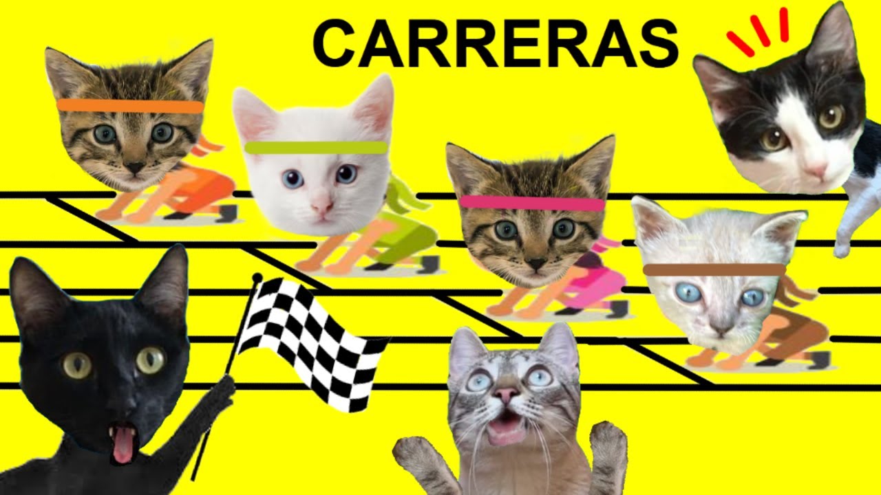 Juegos para gatos en 24 horas de vacaciones con gatitos Luna y Estrella