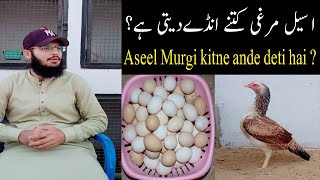 How many eggs does a Aseel hen lay | Aseel Murgi kitne ande deti hai | 21 Feb 2022