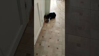 Котик пьет водичку #shorts