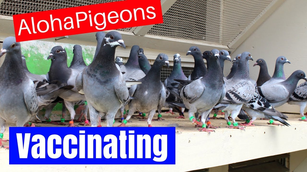 Homing Racing Pigeon 2018 Update 6, Vaccinating Your Pigeons - YouTube