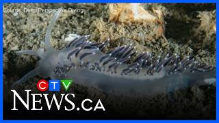 Check out a rare glimpse into Halifax Harbour’s hidden world under the water
