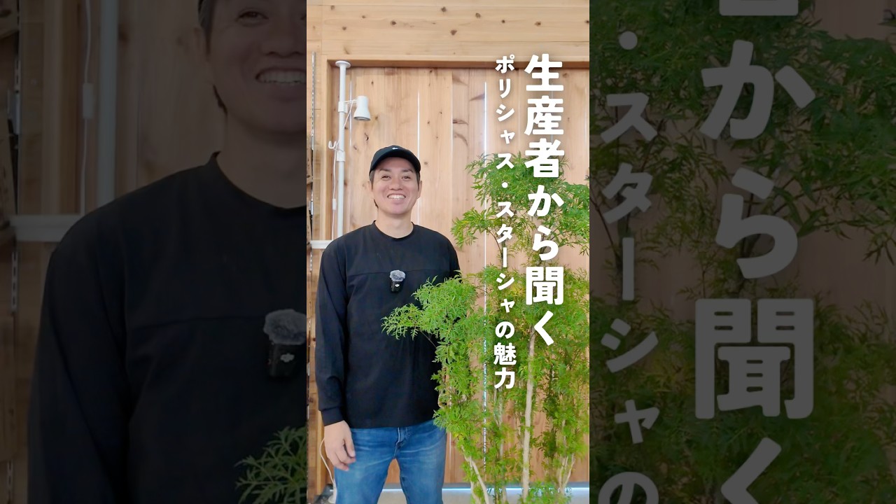 CD ポリシャス 全ての始まりの朝 From the producer] The appeal of Polyscias Stasha - YouTube
