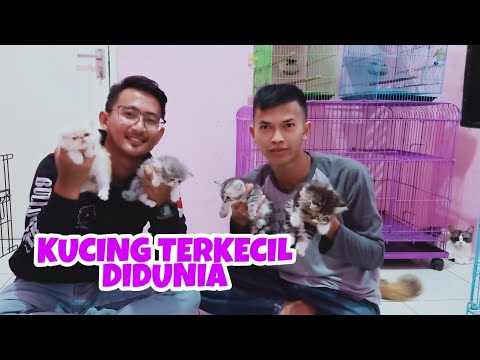 Video: Kebenaran Mengenai Kucing Teacup