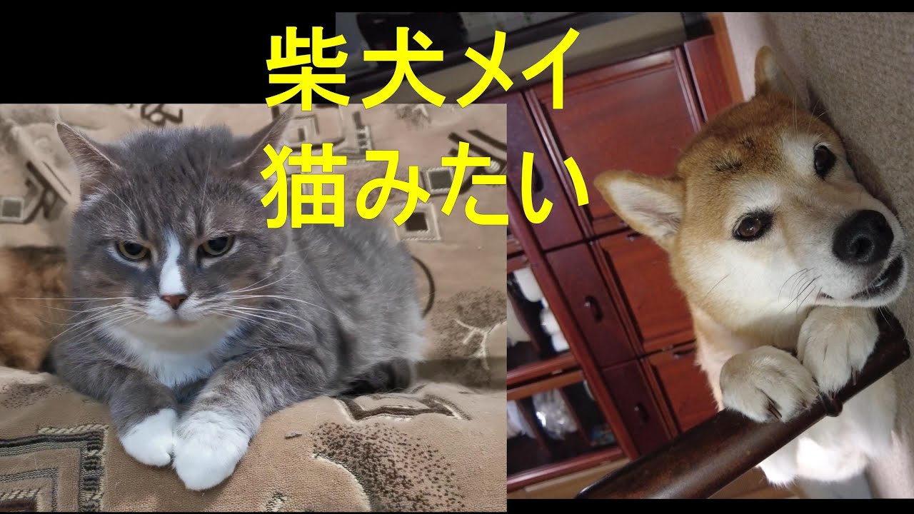 柴犬メイ 猫みたい Youtube 柴犬メイ 猫みたい Youtube