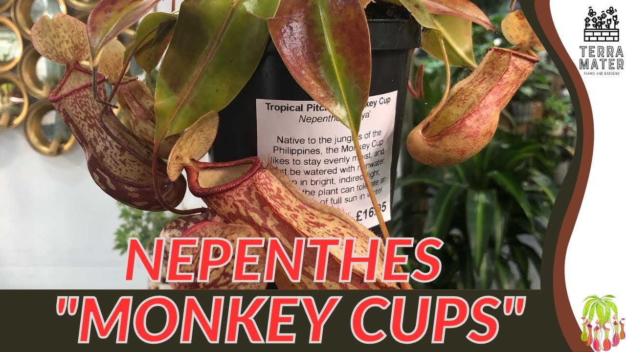 NEPENTHES "MONKEY CUPS" Information, Description & More! (Nepenthes x Mixta)