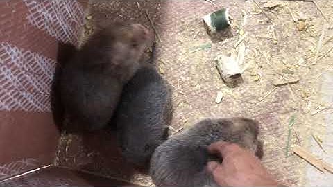 Dúi mốc đại của Trung Quốc với hơn 40 năm thuần hoá có gì vượt trội | Chuột Tre 360