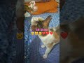 #song #cat 🐱🐱🐱❤️❤️❤️