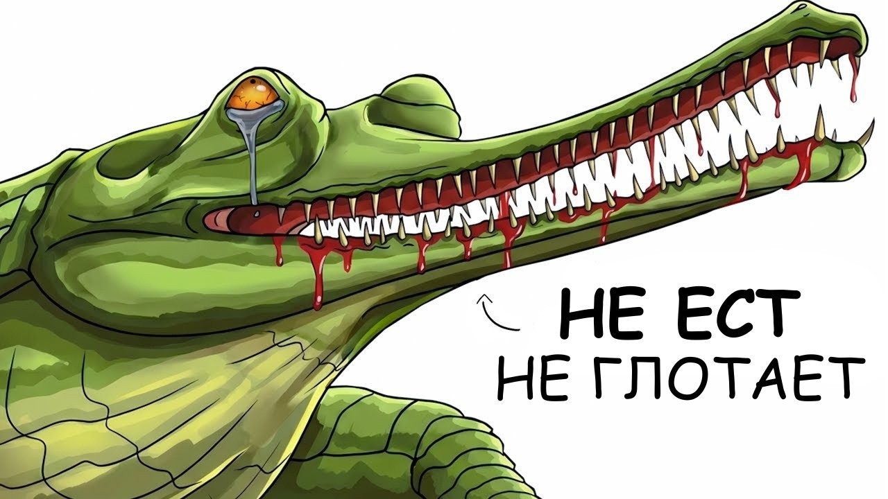 Ты – Гавиал (И ЭТО ВСЯ ТВОЯ ЖИЗНЬ)