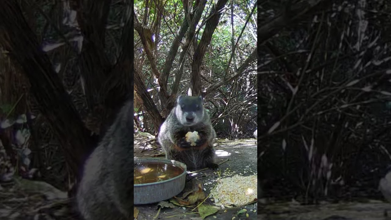 Groundhog eating Texas Roadhouse dinner roll 