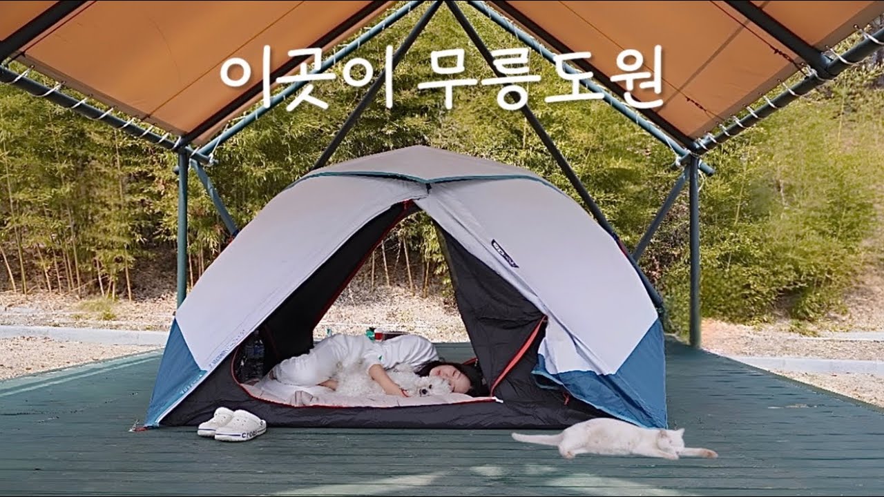 Второй весенний лагерь с Кан-и | С собакой и кошкой в ​​бамбуковом лесу | Одиночный кемпинг | Мож...