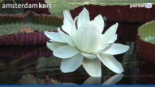 Amsterdam Kort Victoria Waterlelie Voor Het 150Ste Jaar In Bloei